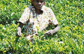 Tamilska kobieta na plantacji herbaty / fot. S. Guliński / 
