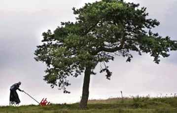 Kadr z filmu „Magiczne drzewo” Andrzeja Maleszki / fot. materiały dystrybutora / 
