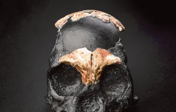 Czaszka dziecka Homo naledi, nazwanego Letimela, znaleziona przez zespół prof. Lee Bergera w jaskini Rising Star koło Joannesburga, 4 listopada 2021 r. / / Wits University / Cover Images / Forum