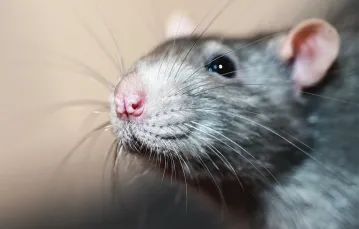 Łaskotane szczury piszczą ze śmiechu