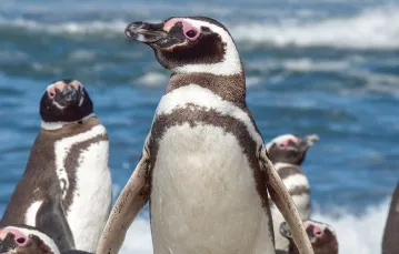 Pingwiny magellańskie w Punta Tombo, Argentyna.  / CENTER FOR ECOSYSTEM SENTINELS / MATERIAŁY