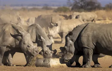 Nosorożce białe w rezerwacje w północno-zachodniej Republice Południowej Afryki. / fot. Brent Stirton / African Parks / materiały prasowe