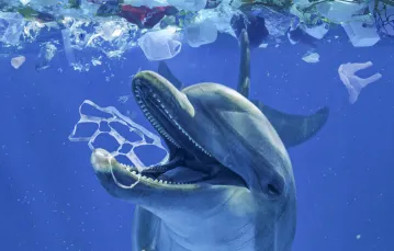 Delfin butlonosy pośrod wielkiej wyspy pływających śmieci. Ocean Indyjski. / fot. PAULO DE OLIVEIRA / AFP