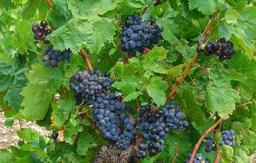 vitis vinifera 