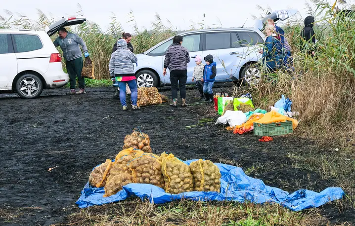 Samozbiory cebuli i marchwi w gospodarstwie Moniki Olszak w Kruszynie Krajeńskim w gminie Białe Błota. 11 września 2025 r. // Fot. Wojciech Olkuśnik / East News