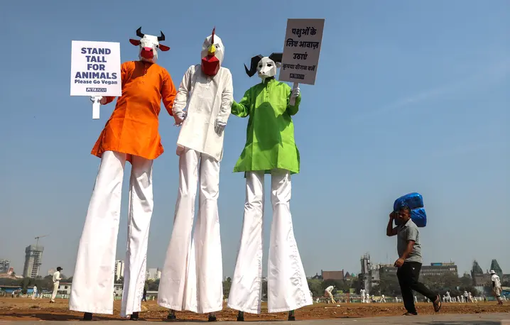 Aktywiści w strojach inspirowanych flagą Indii, przebrani za krowy, kozy i kurczaki namawiają do jedzenia potraw wegańskich. Bombaj, 24 stycznia 2025 r. // Fot. Divyakant Solanki / EPA/ PAP