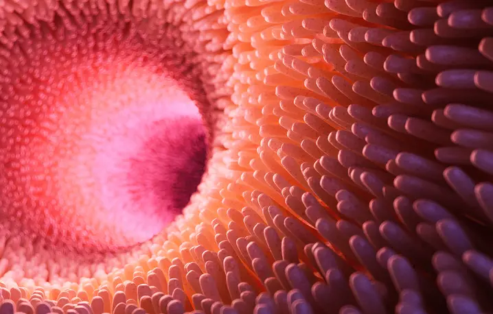 Ilustracja jelita cienkiego – kosmki jelitowe zwiększają powierzchnię wchłaniania składników odżywczych do krwi i limfy. U niektórych zwierząt dobrze ukrwione jelita mogą również uczestniczyć w wymianie gazowej, co zainspirowało eksperymenty z podawaniem tą drogą tlenu ludziom // Sebastian Kaulitzki / Adobe Stock