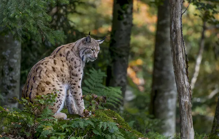 Kadr z filmu "Szepty Lasu", ryś w Babiogórskim Parku Narodowym. // Fot. Krzysztof Sarapata, Tomasz Kotaś / materiały prasowe 