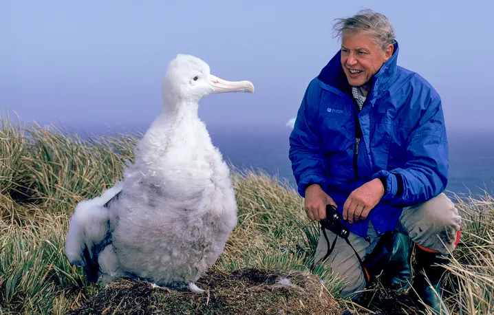 David Attenborough i pisklę albatrosa wędrownego na planie filmu „Życie pośród lodu”, BBC, 1992 r. // Fot. Ben Osborne / Nature Picture Library / BE&W 