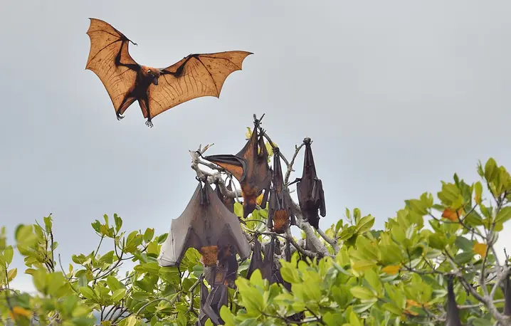 Rudawka malajska (Pteropus vampyrus), nazywany też latającym psem lub latającym lisem, to jeden z największych gatunków nietoperzy (rozpiętość skrzydeł sięga 1,5 metra, a waga kilograma). Zamieszkuje Azję Południowo-Wschodnią. Żywi się owocami, nektarem i pyłkiem // Claude Balcaen / Biosphoto / AFP / East News