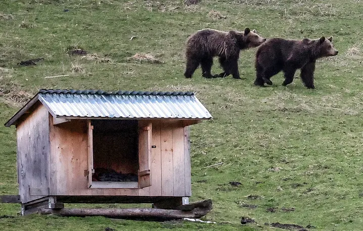 Niedżwiedzie w Kuźnicach, w pobliżu drogi do stacji kolejki na Kasprowy Wierch, 12 kwietnia 2025 r. // Fot. Grzegorz Momot / PAP