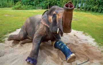50-letni słoń Motala, który stracił nogę w wybuchu miny przeciwpiechotnej, po założeniu protezy. Szpital dla słoni w Mae Yao National Reserve, Tajlandia, sierpień 2011 r. / PAULA BRONSTEIN / GETTY IMAGES