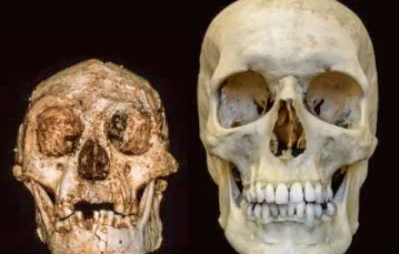 Czaszki Homo floresiensis i Homo sapiens / PROFESSOR PETER BROWN / UNIVERSITY OF NEW ENGLAND