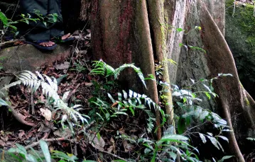 W Parku Narodowym Sinharaja, ostatnim tak dużym siedlisku pierwotnych  lasów tropikalnych na Sri Lance. Dziś lasy te są zagrożone masową wycinką. / FLETCHER & BAYLIS / EAST NEWS
