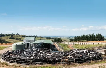 Stado mlecznych krów w Nowej Zelandii na jednej z ferm, 2009 r. / GEORGE CLERK / ISTOCK / GETTY IMAGES