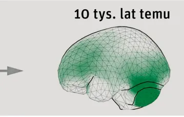 Na ciemno zaznaczono obszary mózgu, których rozmiar się zmienił / SCIENCE JOURNALS — AAAS