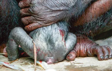 Nowo narodzony szympans, Demokratyczna Republika Konga, 2011 r. / BIOS PHOTO / EAST NEWS