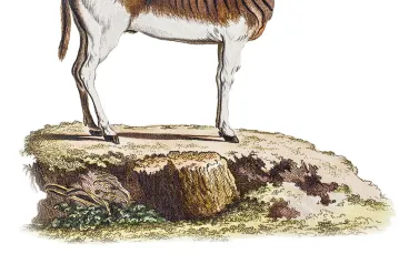 Zebra kwagga na ilustracji Christiana von Schrebera (1883 r.). Ten podgatunek zebry stepowej wymarł w XIX w. Od 1987 r. trwają próby odtworzenia jej cech feno­typowych metodami selekcji hodowlanej. / PAUL D. STEWART / EAST NEWS