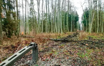 Linia energetyczna w okolicach Gnilca. Padające drzewa zrywały ją od wielu lat, grudzień 2019 r. / MICHAŁ KSIĄŻEK
