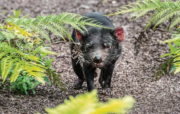 Diabły tasmańskie słyną z agresywnych zachowań. Ułatwiają one transmisję nowotworu. / ARTERRA / GETTY IMAGES