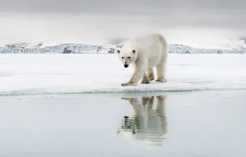 Młody samiec polujący samotnie na lodzie. Jeśli się mu nie powiedzie, starsze niedźwiedzie mogą podzielić się z nim jedzeniem. Spitsbergen, Norwegia, czerwiec 2016 r. / ROY MANGERSNES / BE&W