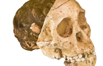 Dziecko z Taung – odlew czaszki A. africanus opisanej przez Raymonda Darta. / DIDIER DESCOUENS