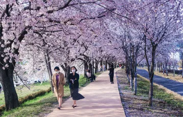 Podczas Święta Kwitnącej Wiśni Koreańczycy chętnie spacerowali w otoczeniu natury. Jeonju, Korea Południowa, 31 marca 2020 r. / ROMAN HUSARSKI / ROMAN HUSARSKI