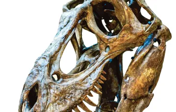 Fragment szkieletu młodego Tyrannosaurusa rexa na wystawie w Muzeum Historii Naturalnej w Los Angeles, luty 2011 r. / KEVORK DJANSEZIAN / GETTY IMAGES