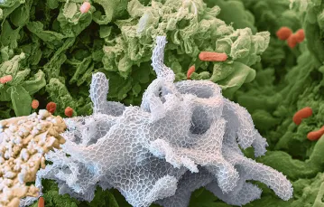 Ameba Korotnevella, zaliczana do pierwotniaków (protistów), pod mikroskopem elektronowym. / EYE OF SCIENCE / EAST NEWS
