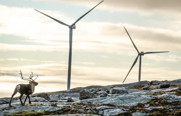 To precedensowy wyrok: norweski Sąd Najwyższy uznał niedawno, że wielka farma wiatrowa w Storheia narusza prawa rdzennej ludności. Na zdjęciu: renifer obok turbin wiatrowych w Storheia, 13 października 2020 r. / HEIKO JUNGE / AFP / EAST NEWS