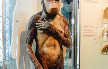 Paranthropus – rekonstrukcja w Muzeum Historii Naturalnej w Londynie.  / DOMENA PUBLICZNA / WIKIMEDIA