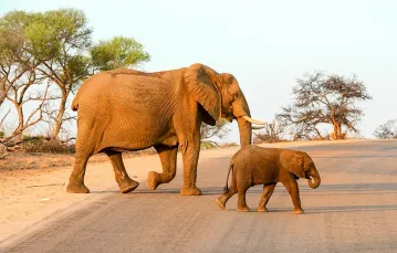 Słoniątko z matką w Parku Narodowym Krugera w RPA. / ISTOCK / GETTY IMAGES