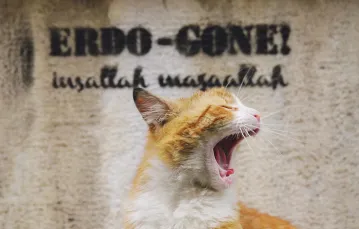 Kadr z filmu „Kedi – sekretne życie kotów” / M2 FILMS