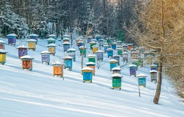 Zimą u pszczół miodnych królowa przestaje składać jaja. Opiekują się nią wtedy robotnice, które przyszły na świat jesienią, żyjące znacznie dłużej niż ich siostry urodzone w lecie. / ADOBE STOCK