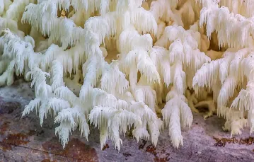 Soplówka bukowa (Hericium coralloides) / HENRI KOSKINEN / ALAMY STOCK / BEW