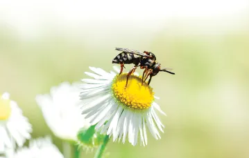 Mamrzyca (Epeolus)  to jedna z pszczół kukułek występujących w Polsce. / Justyna kierat