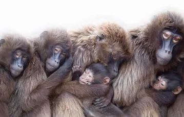 Dżelady, jak na małpy przystało, troszczą się o swoje inwestycje rodzicielskie. / Sebastian Gollnow / AP / EAST NEWS