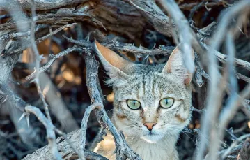 Koty nubijskie występują na wolności niemal we wszystkich afrykańskich ekosystemach oraz w części Azji. Zdjęcie z Kgalagadi Transfrontier Park na terenie RPA. / TONY CAMACHO / EAST NEWS