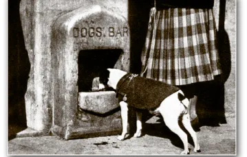 Bar dla psów – wynalazek Cimrmana / 