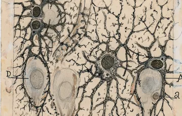 Drobiazgowy rysunek Cajala przedstawiający budowę komórek hipokampa mózgu człowieka trzy godziny po jego śmierci / MUSEO CAJAL W MADRYCIE