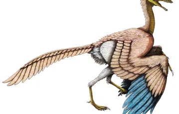 ARCHAEOPTERYX. Nazwa tego gatunku teropoda oznacza z greki „starożytne pióro”. / / ENCYCLOPAEDIA BRITANNICA / UIG / GETTY IMAGES