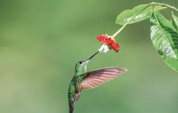 Przyciągający wzrok czerwony kolor  i słodki nektar – tak roślina z gatunku Psychotria elata wabi zapylacza, samicę brylancika niebieskogardłego (Heliodoxa jacula). Kostaryka, 2019 r. / JON G. FULLER / EAST NEWS
