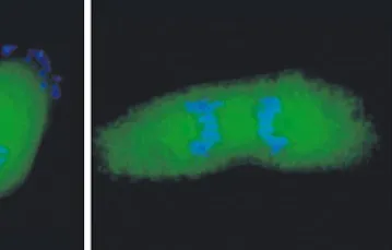 Białko GFP-TCTP w dzielacych sie komórkach (etapy podziału – od lewej: metafaza, anafaza i telofaza). Zielono fosforyzujace białko widac w całej komórce, ale szczególnie duzo w aparacie mitotycznym. DNA zabarwiono na niebiesko innym barwnikiem. /fot. Fran / 