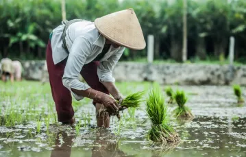  Uprawa ryżu na Jawie, Indonezja. /  / Fot. Rafał Mieszka / EAST NEWS