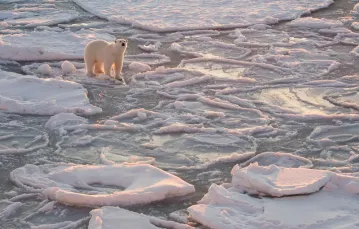 Niedźwiedź polarny, Arktyka / / fot. Josh Anon/Solent News/East News