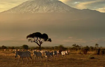 Widok na Kilimandżaro z Parku Narodowego Amboseli, listopad 2016 r. /  / FOT. CARL DE SOUZA  / AFP/EAST NEWS