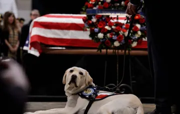 Uroczystości pogrzebowe George'a H. W. Busha. Przy trumnie zmarłego prezydenta jego pies Sully, Waszyngton, 4 grudnia 2018 r. / Fot. Brendan Smialowski / AFP / East News / 