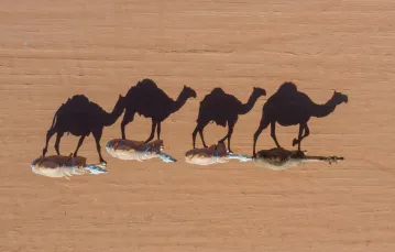 Festiwal wielbłądów im. Abdulaziza, 160 kilometrów na wschód od Rijadu, 2020 r. / fot. FAISAL AL-NASSER/AFP/East News / 