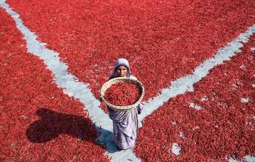 Suszenie papryki chili niedaleko rzeki Jamuna w mieście Bogra, Bangladesz, marzec 2019 r. Dzienny zarobek to ok. 1 dolara za 10 godzin pracy. / MUSHFIQUL ALAM / NURPHOTO / GETTY IMAGES