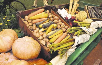Tradycyjne warzywa uprawiane jeszcze przed II wojną światową  / Fot. Wincenty Sosna